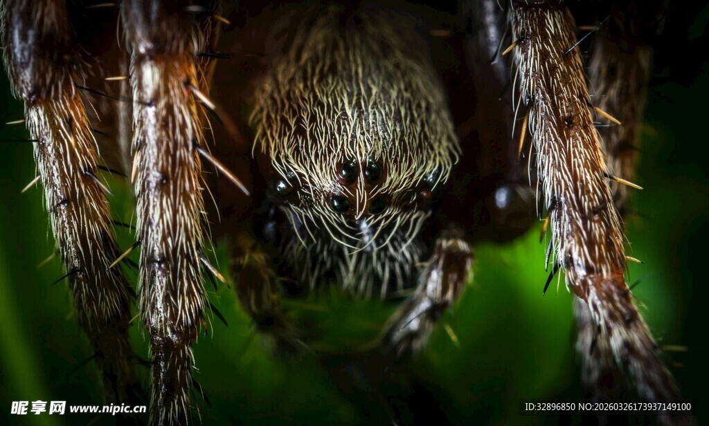 微距下的神秘蜘蛛
