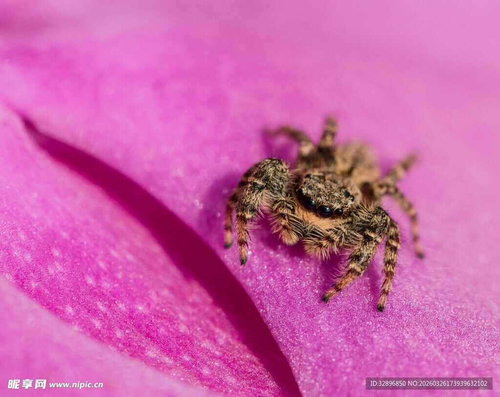 粉色花瓣上的小跳蛛