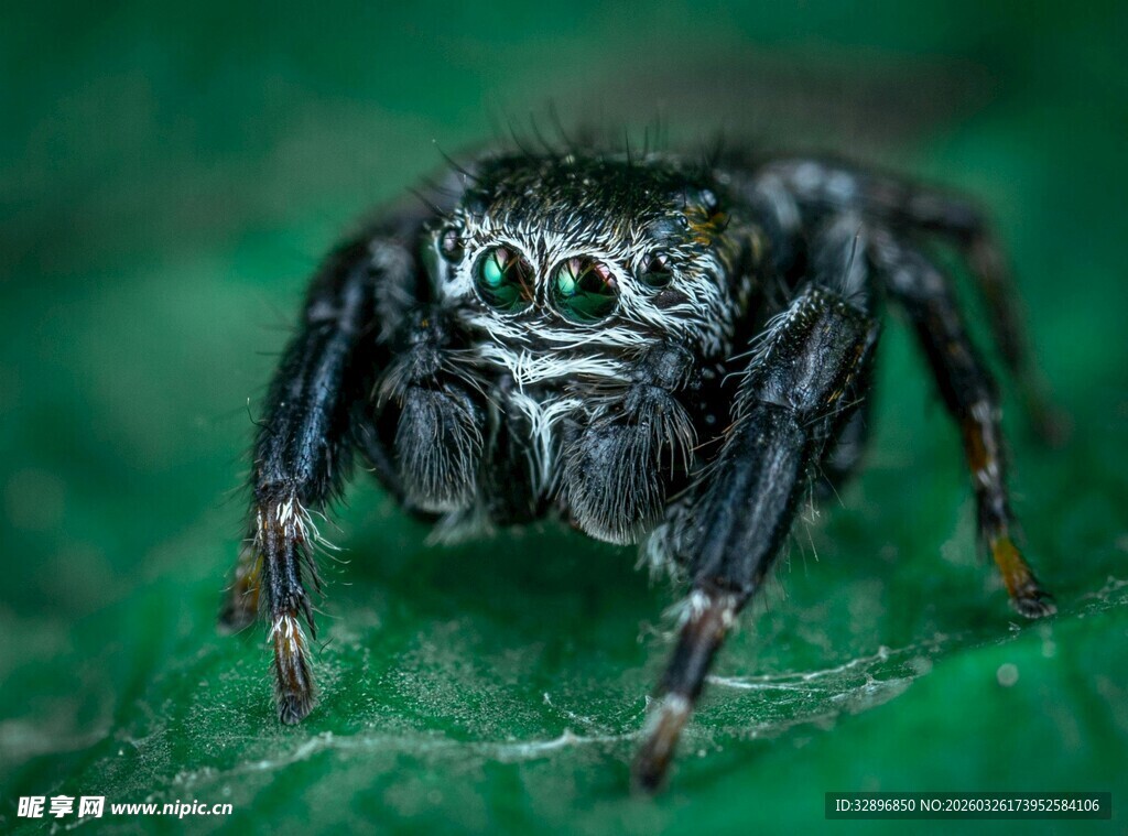 微距下的跳蛛特写