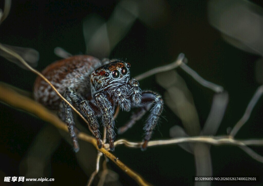 树枝上的神秘蜘蛛