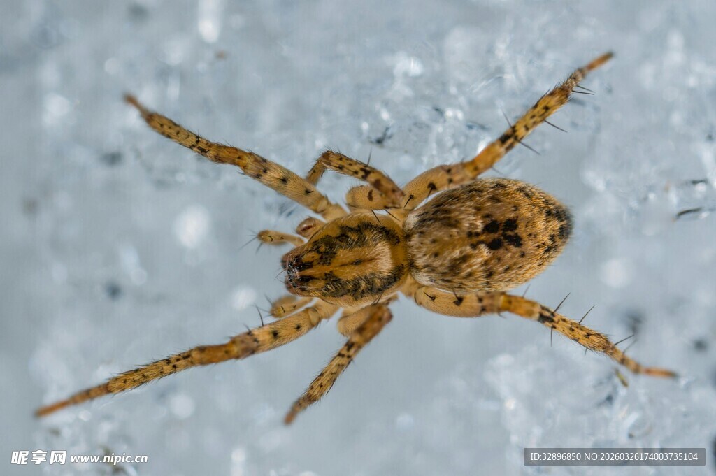 微距下的棕褐色蜘蛛