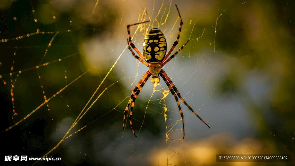 蜘蛛于蛛网间静待猎物