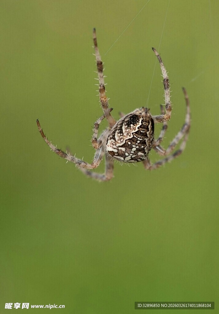 微距下的花纹蜘蛛