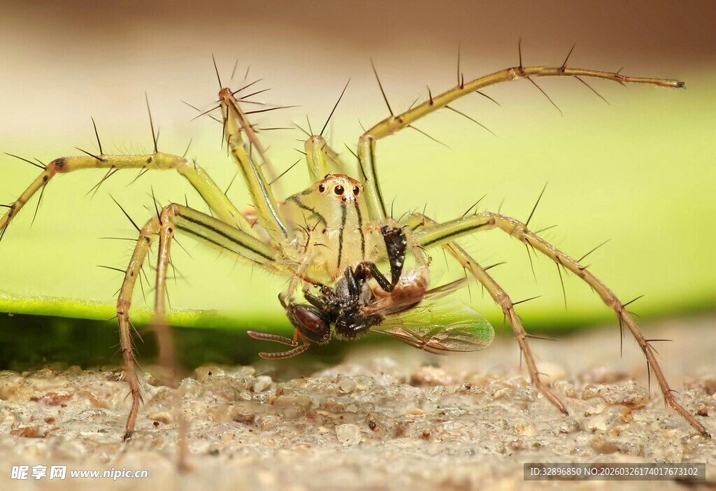 捕食中的长脚蜘蛛