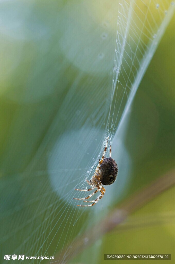 蜘蛛悬于蛛丝特写