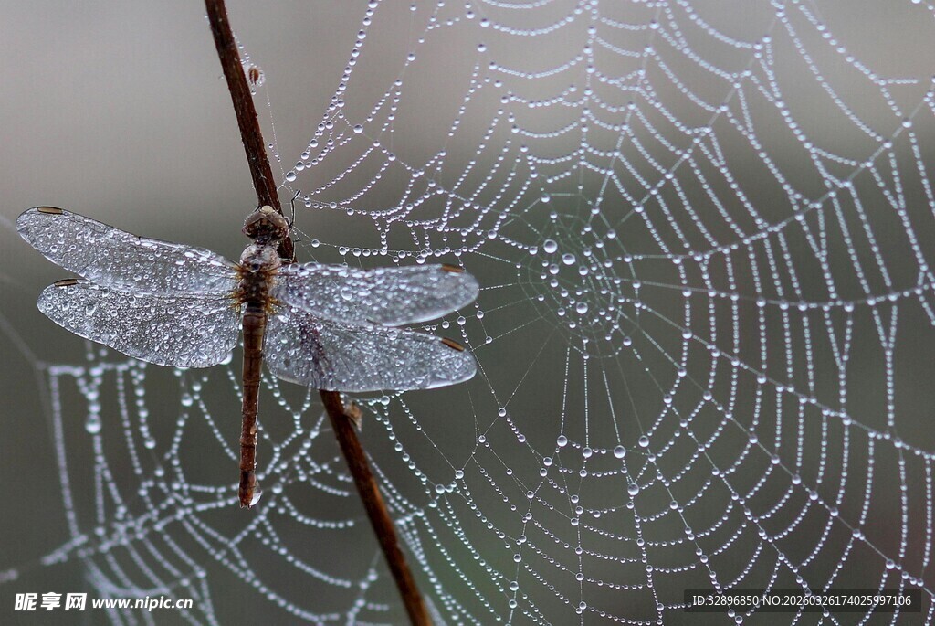 蛛网停驻的蜻蜓