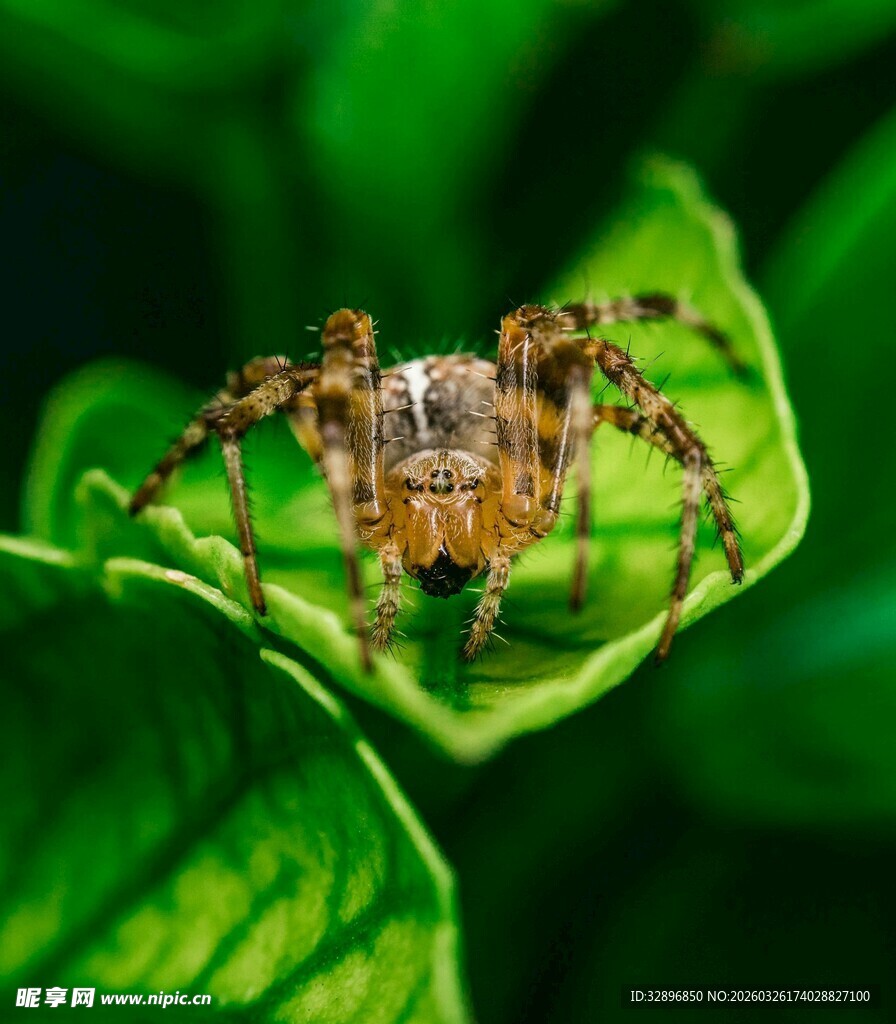 绿叶上的小蜘蛛