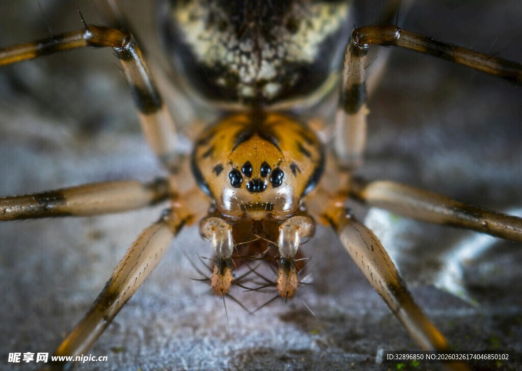 微距下的蜘蛛特写