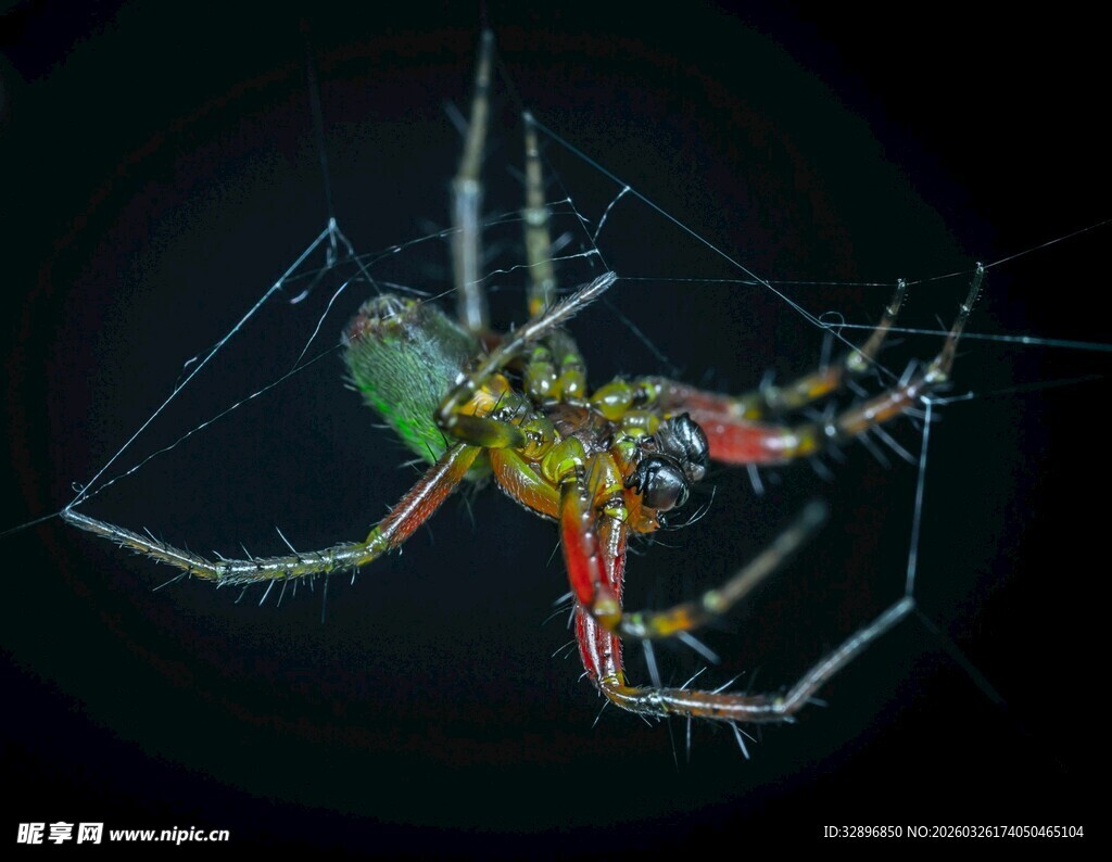 多彩蜘蛛盘踞于蛛网