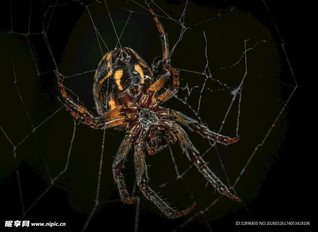 蜘蛛盘踞于蛛网