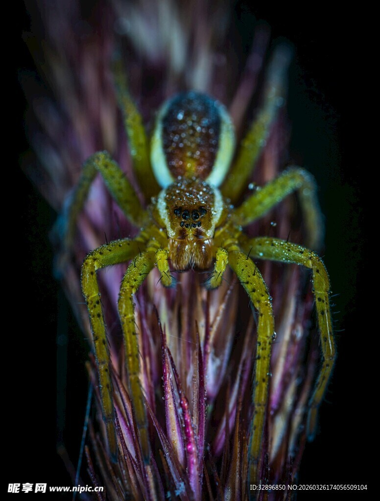 微距下的多彩蜘蛛