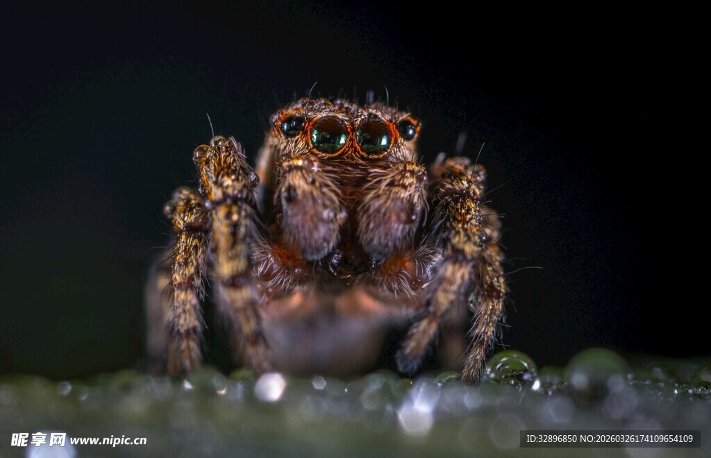 微距下的可爱跳蛛