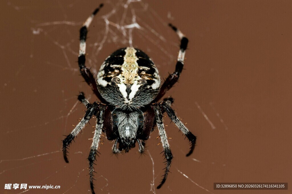 花纹独特的黑白色蜘蛛