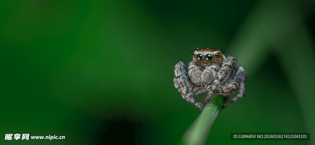 微距下的小巧精致花朵