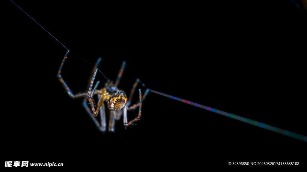 蜘蛛在夜空中织出彩色丝线