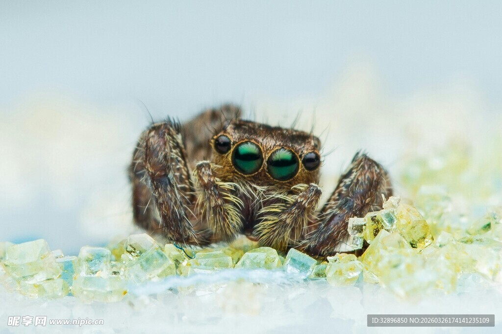 微距下的可爱跳蛛