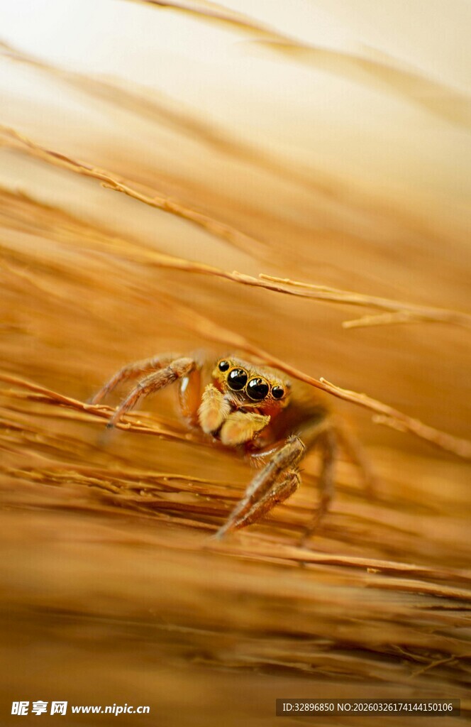 微距下的可爱小跳蛛