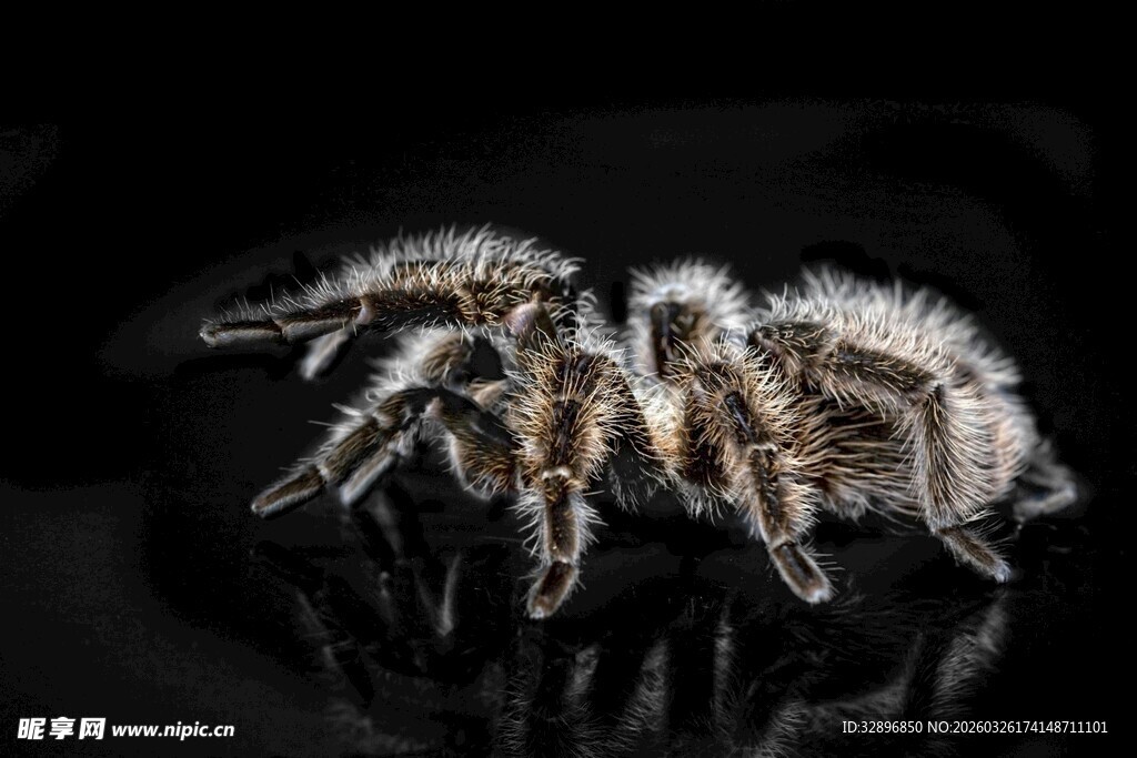 毛茸茸的蜘蛛特写