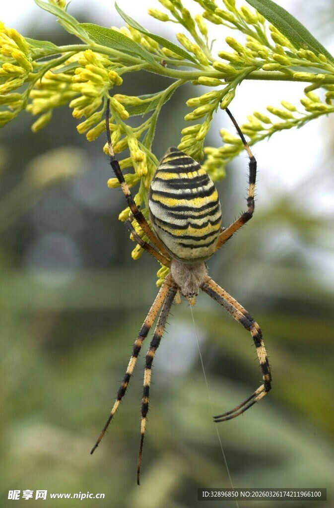 横纹金蛛挂于翠绿枝叶间