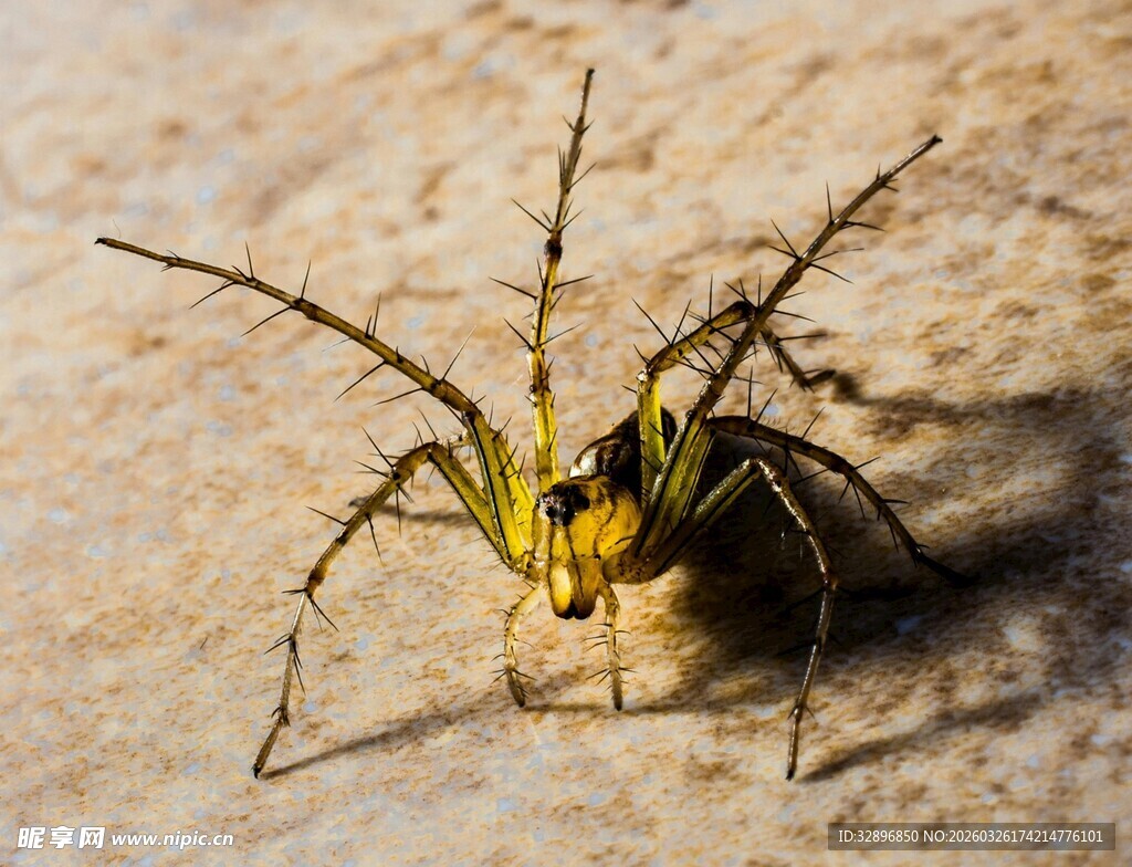 黄黑条纹蜘蛛特写