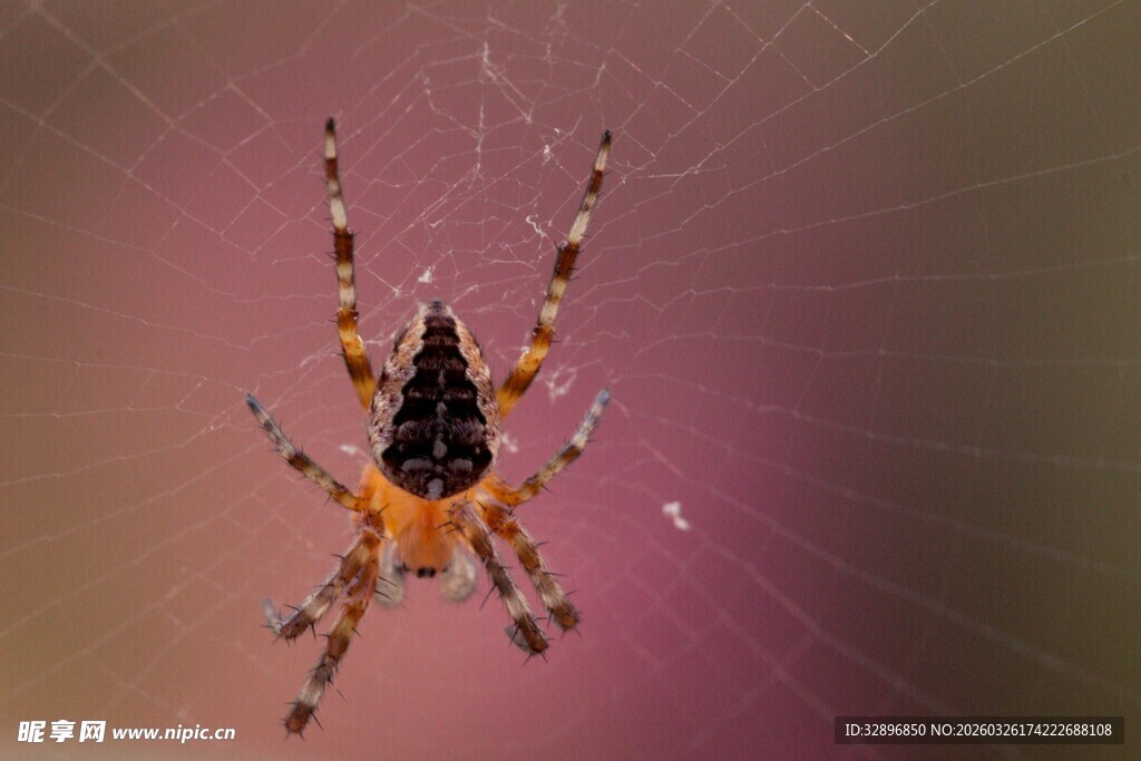 绚丽蜘蛛于蛛网中