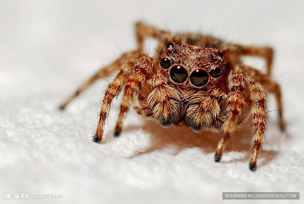 微距下的可爱跳蛛