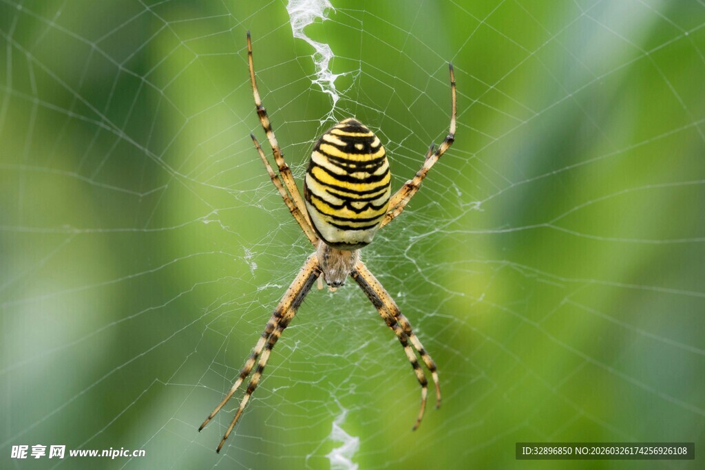 条纹蜘蛛悬挂于蛛网上
