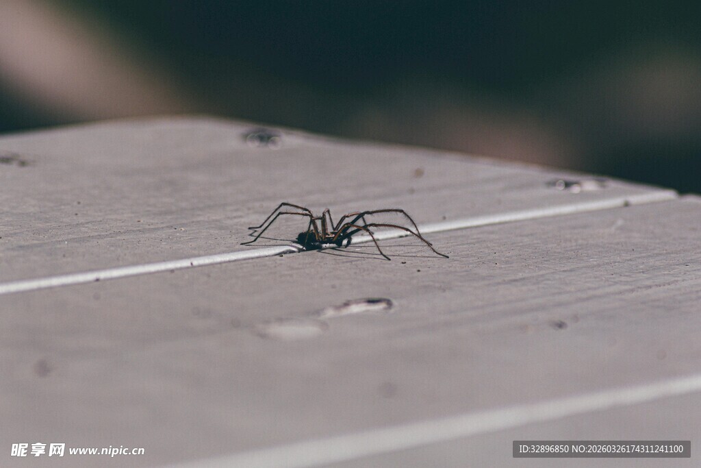 木板上的黑色小蜘蛛