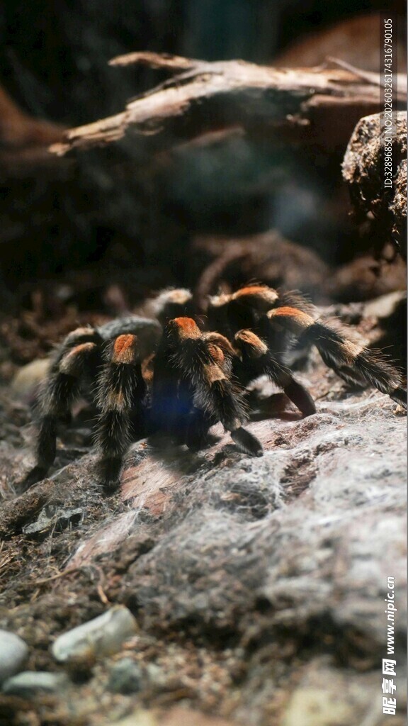 色彩斑斓的蜘蛛特写