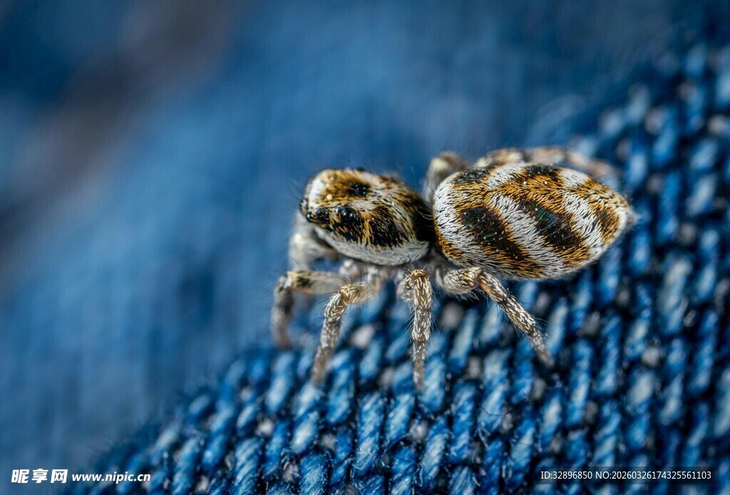 微距下的可爱跳蛛