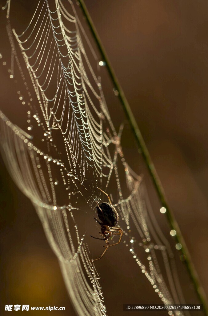 蛛网上的蜘蛛