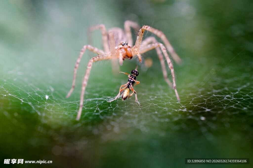 蜘蛛捕食瞬间