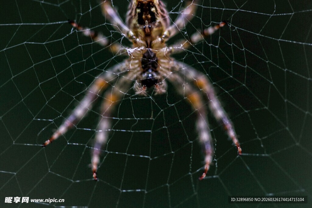 蜘蛛盘踞于精巧的蛛网中