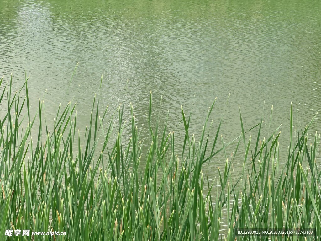 湖畔葱郁水草