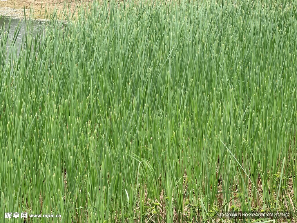 茂盛葱郁的绿草