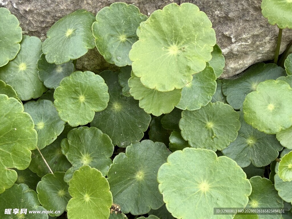 翠绿铜钱草叶片密集生长