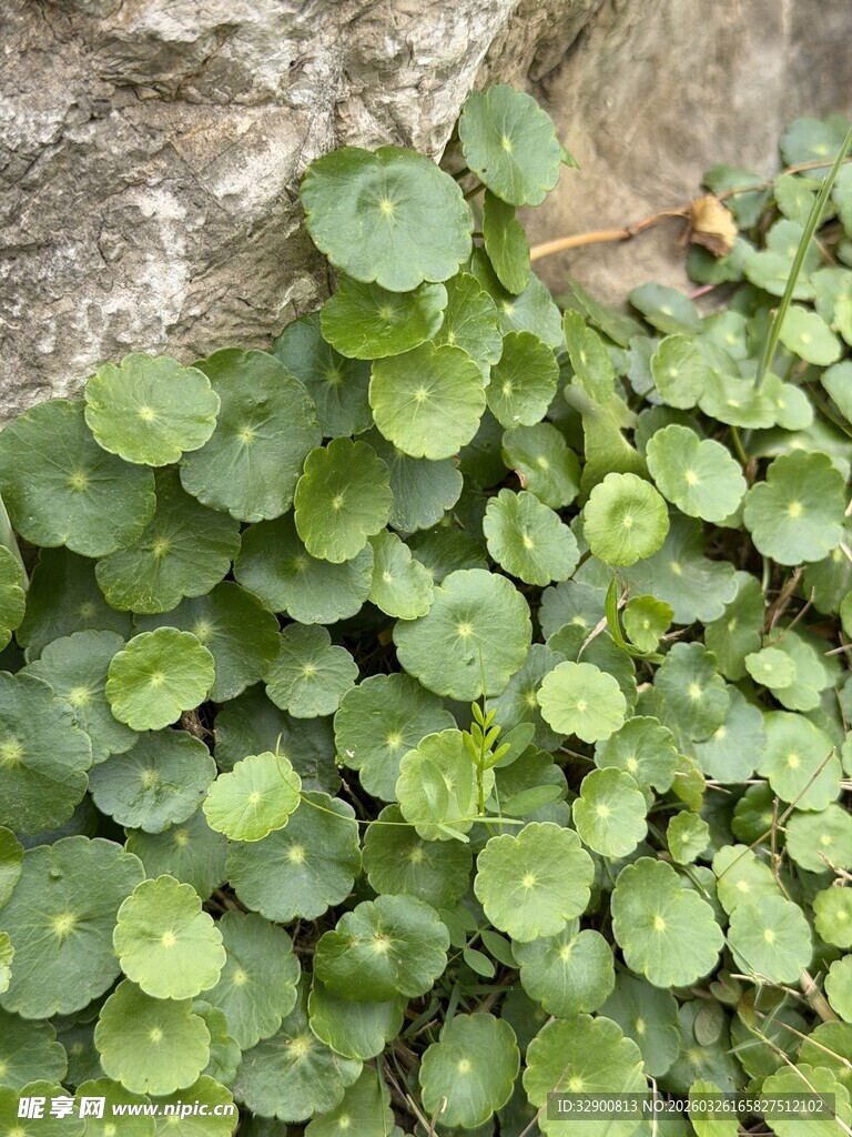 翠绿铜钱草贴石生长