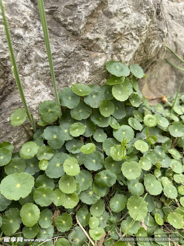 岩石上的翠绿铜钱草