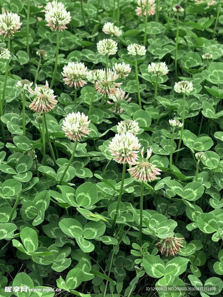 白花三叶草繁茂生长