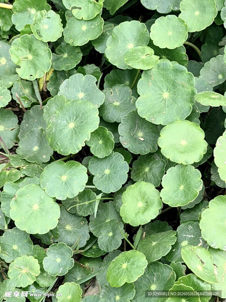 翠绿铜钱草叶片特写