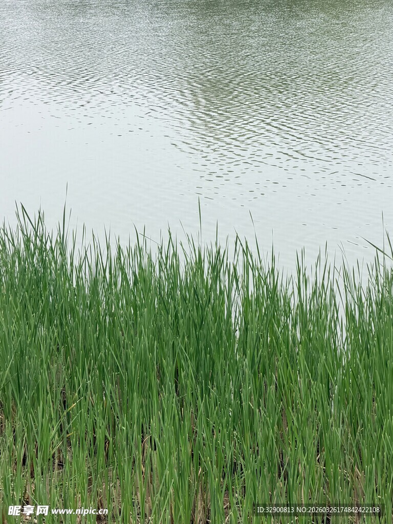 湖畔青草
