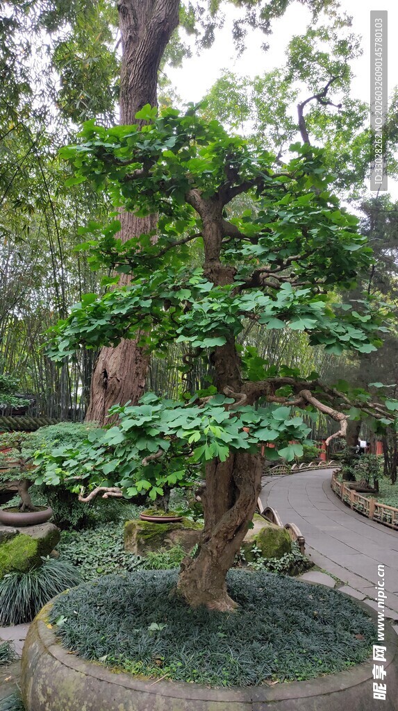 成都武侯祠银杏