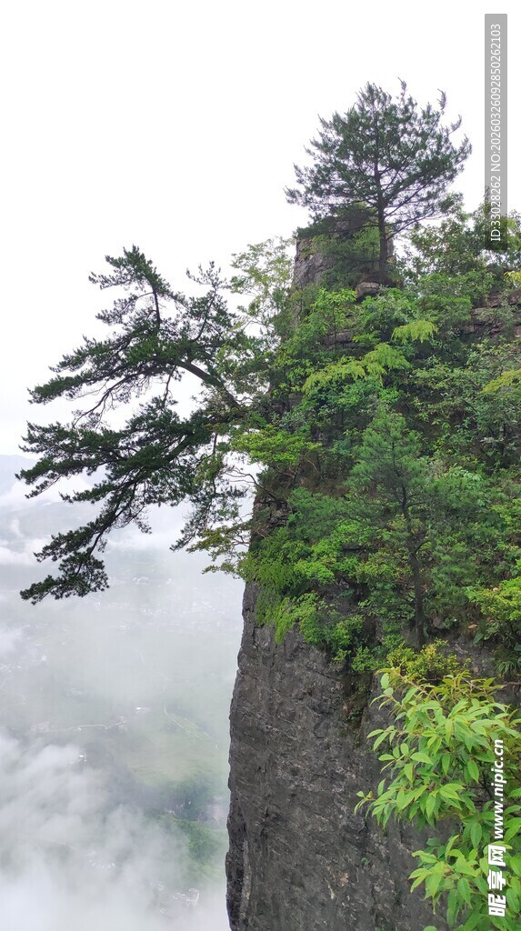 恩施大峡谷鞠躬松