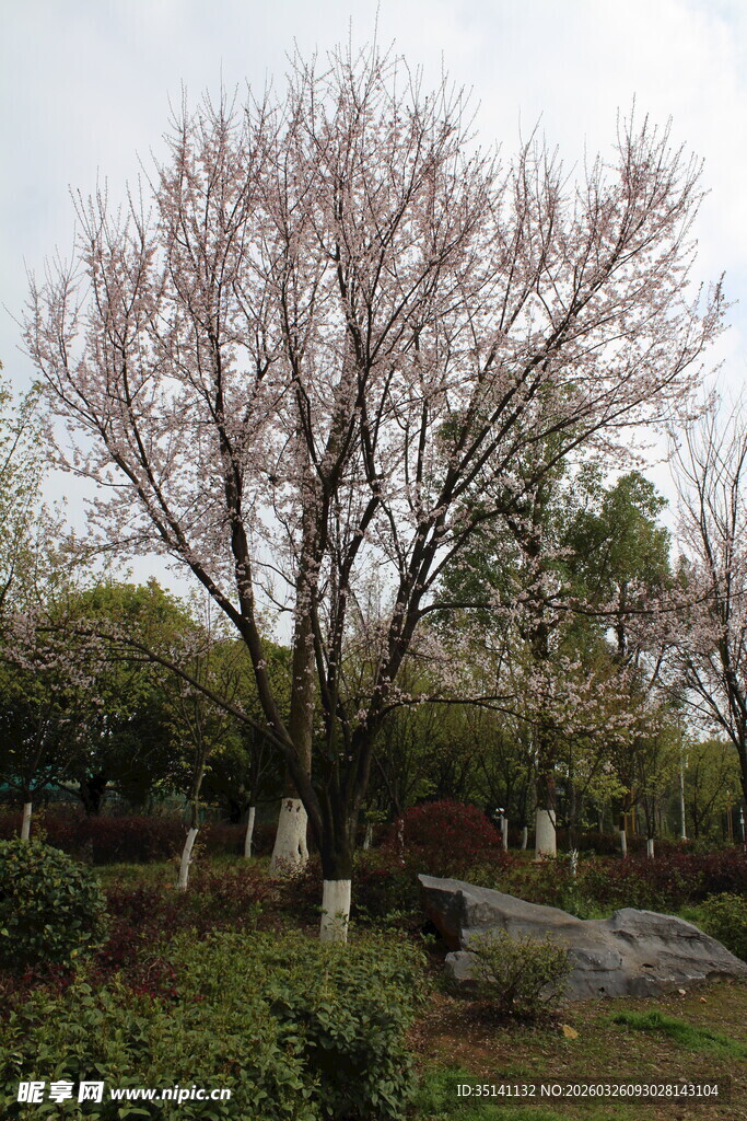 紫叶李花