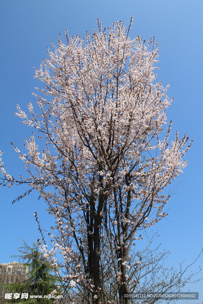 紫叶李花