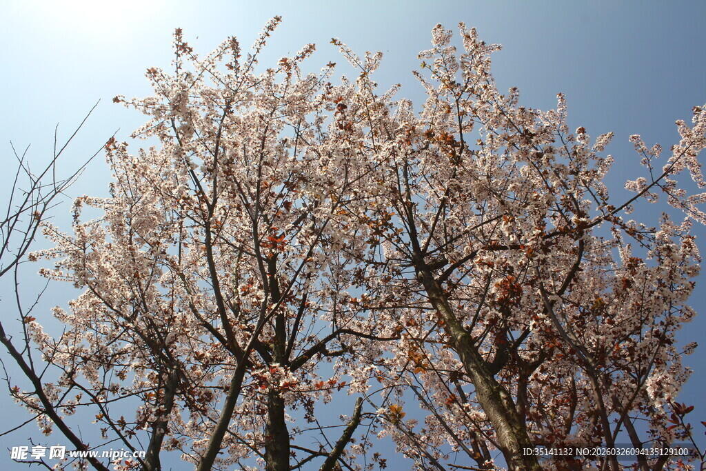 紫叶李花