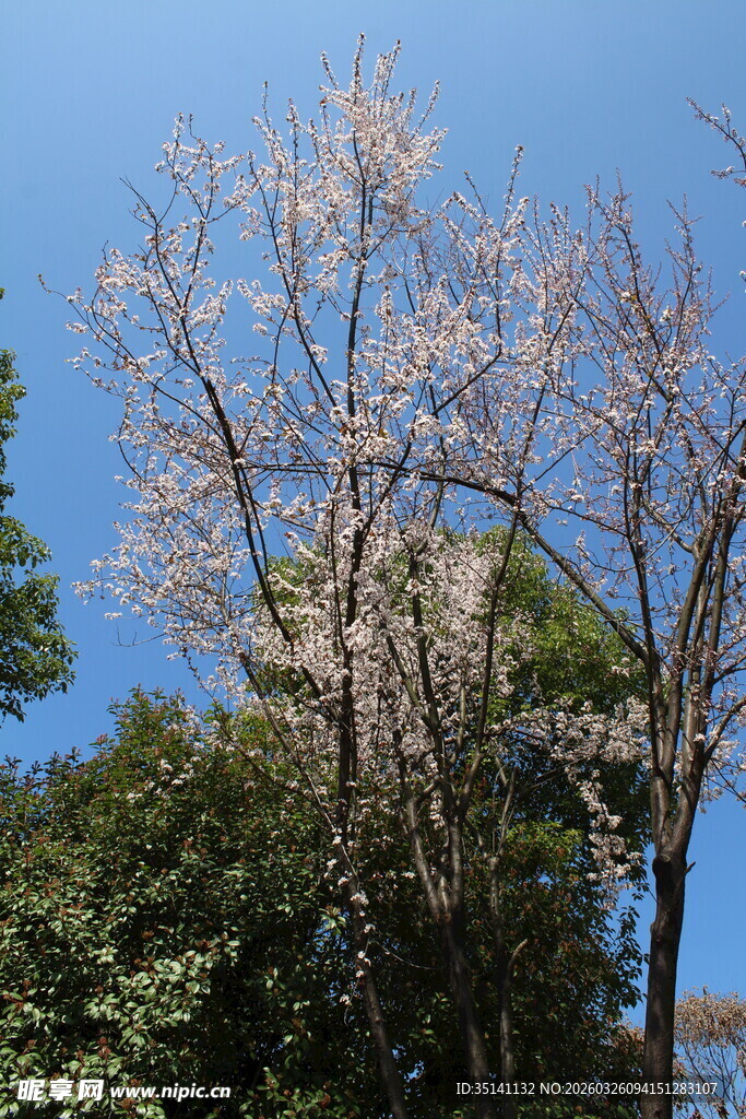 紫叶李花