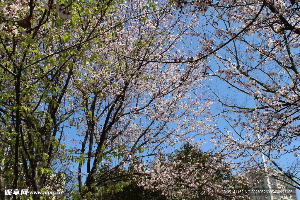 紫叶李花