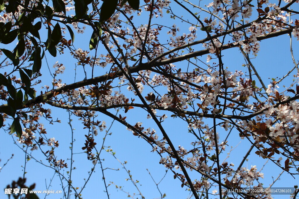 紫叶李花