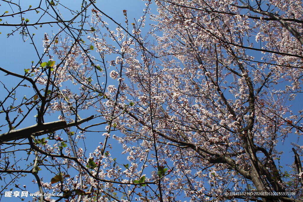 紫叶李花